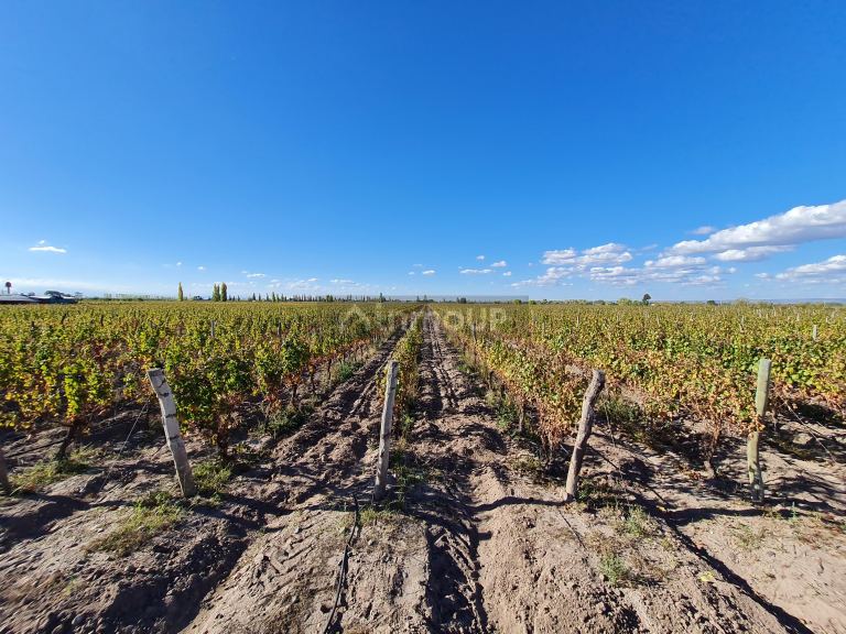 Finca en Venta en San Carlos, Mendoza