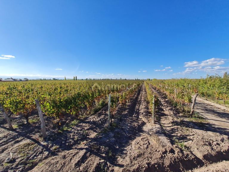 Finca en Venta en San Carlos, Mendoza
