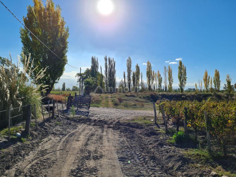 Finca en Venta en San Carlos, Mendoza