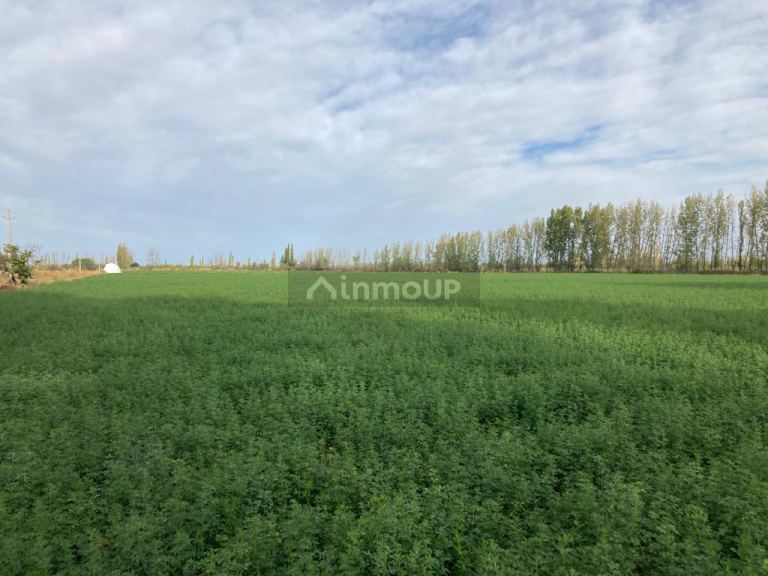 Finca en Venta en Santa Rosa, Mendoza