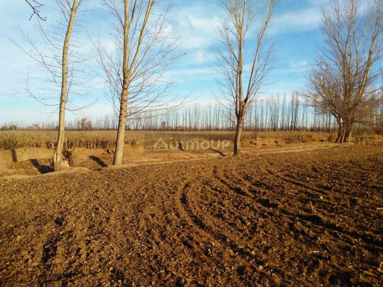 Finca en Venta en Santa Rosa, Mendoza