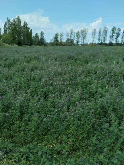 Finca en Venta en Santa Rosa, Mendoza