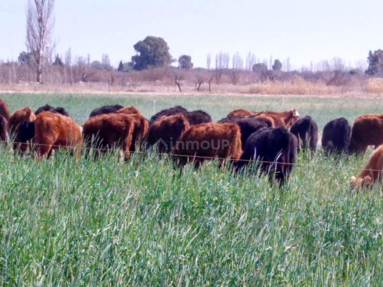 Finca en Venta en Santa Rosa, Mendoza