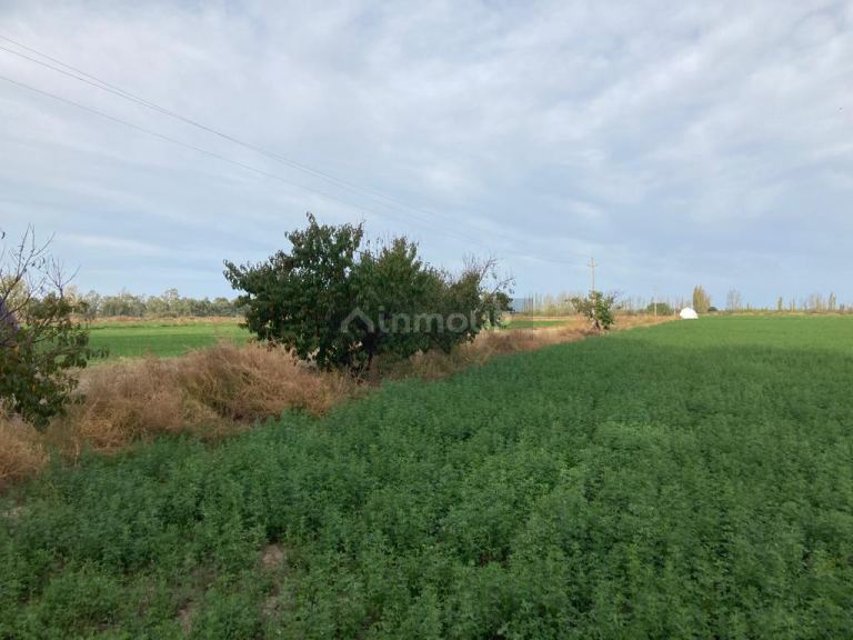 Finca en Venta en Santa Rosa, Mendoza