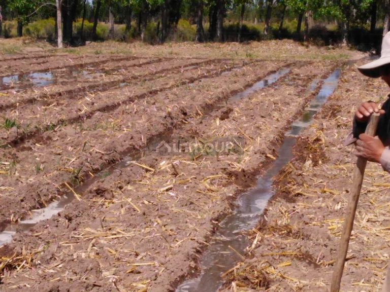 Finca en Venta en Santa Rosa, Mendoza
