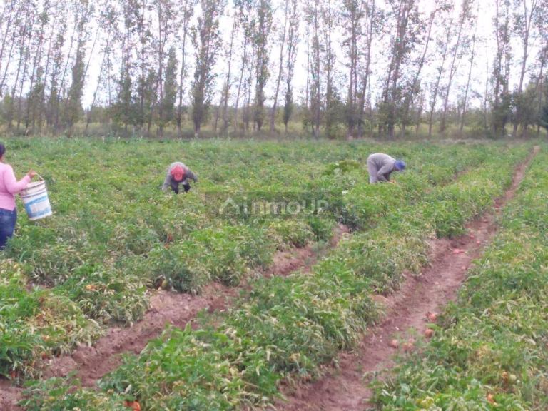 Finca en Venta en Santa Rosa, Mendoza
