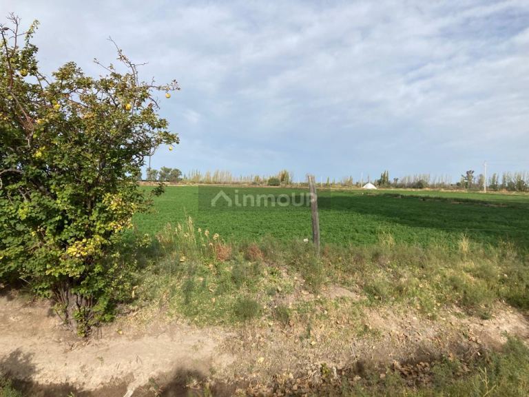 Finca en Venta en Santa Rosa, Mendoza