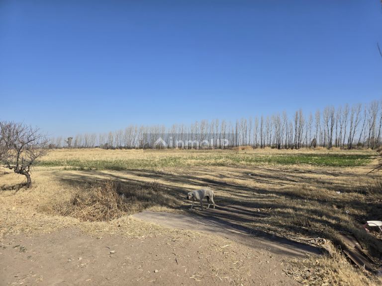 Finca en Venta en Santa Rosa, Mendoza