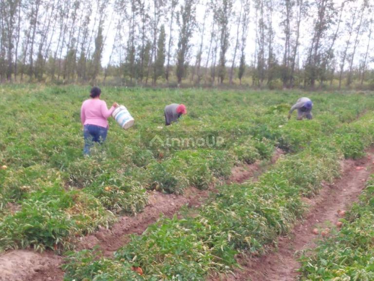 Finca en Venta en Santa Rosa, Mendoza