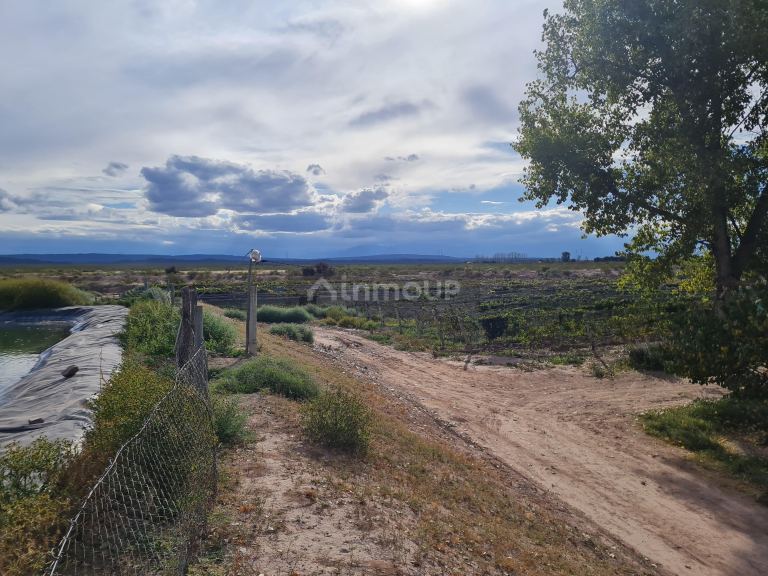 Finca en Venta en Lujan de Cuyo, Mendoza