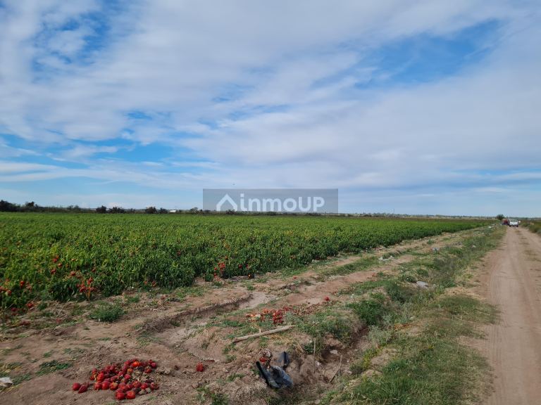 Finca en Venta en Lujan de Cuyo, Mendoza