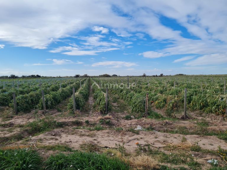 Finca en Venta en Lujan de Cuyo, Mendoza