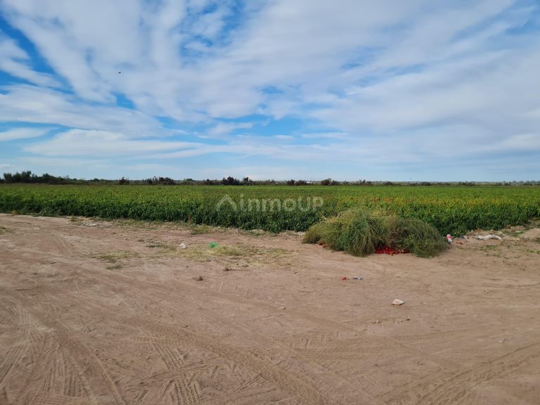 Finca en Venta en Lujan de Cuyo, Mendoza