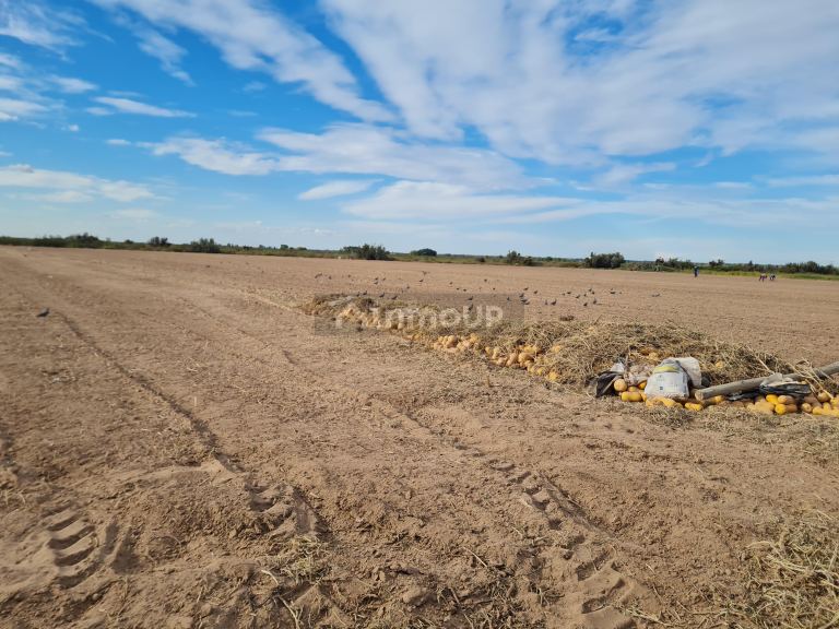 Finca en Venta en Lujan de Cuyo, Mendoza