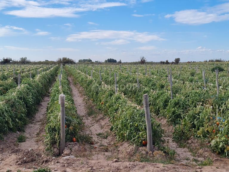 Finca en Venta en Lujan de Cuyo, Mendoza
