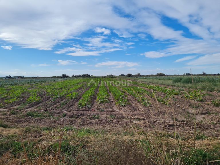 Finca en Venta en Lujan de Cuyo, Mendoza