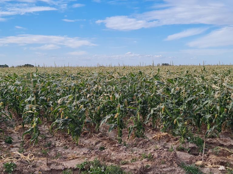 Finca en Venta en Lujan de Cuyo, Mendoza