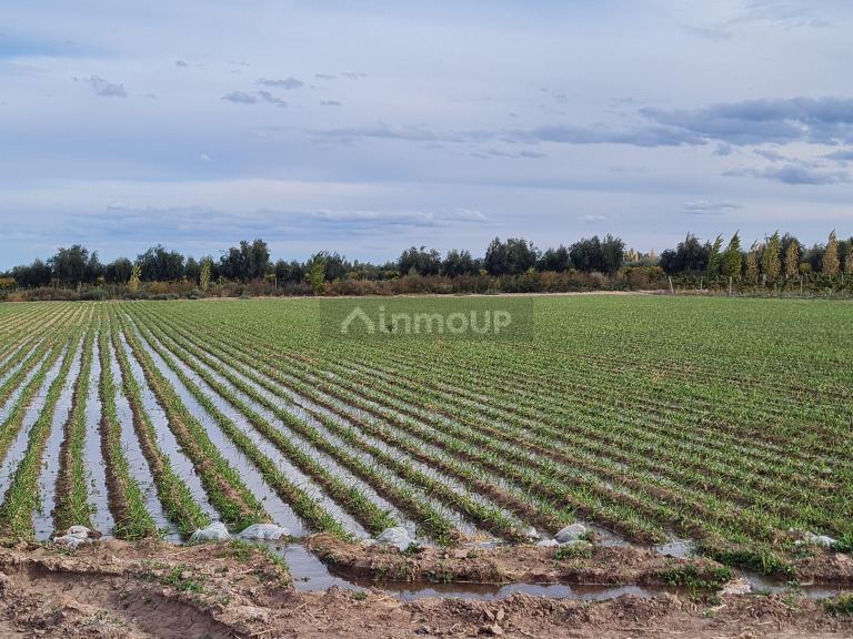 Finca en Venta en Lujan de Cuyo, Mendoza