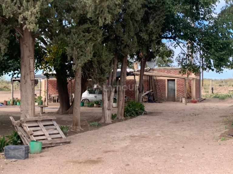 Campo en Venta en San Martin, Mendoza