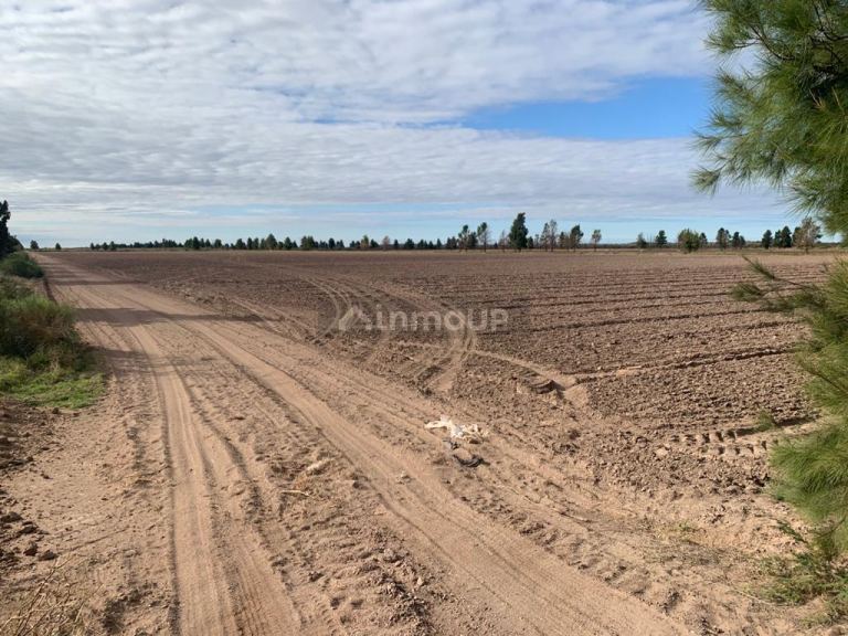 Campo en Venta en San Martin, Mendoza