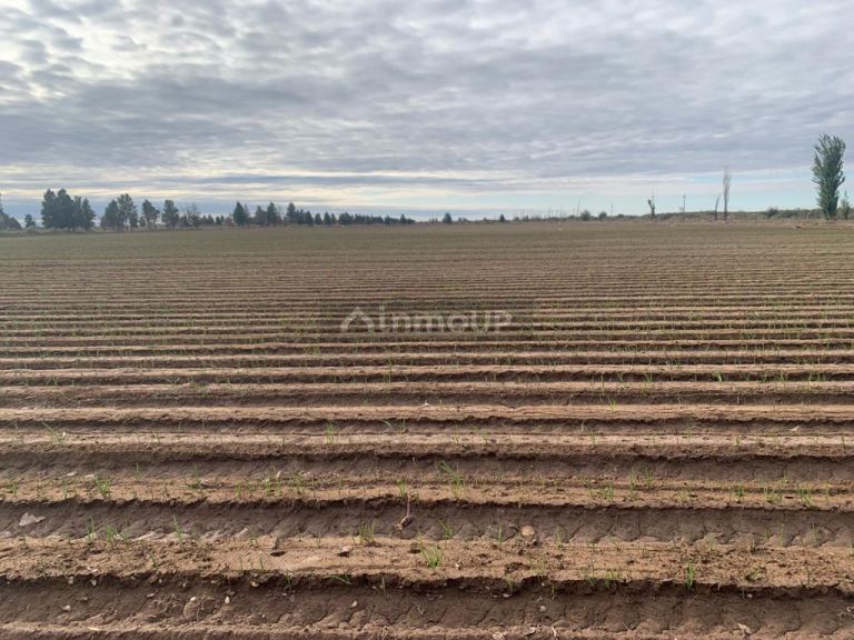 Campo en Venta en San Martin, Mendoza