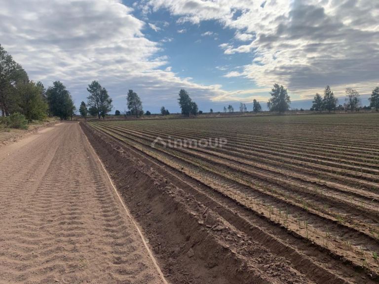 Campo en Venta en San Martin, Mendoza