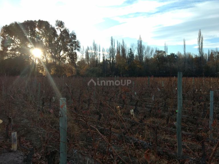 Finca en Venta en Lujan de Cuyo, Mendoza