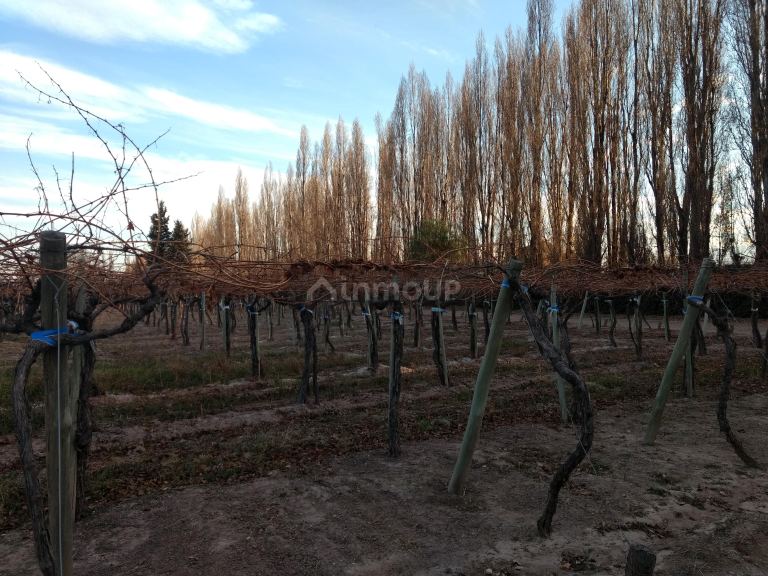 Finca en Venta en Lujan de Cuyo, Mendoza
