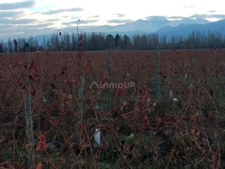 Finca en Venta en Lujan de Cuyo, Mendoza