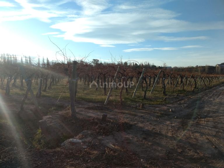 Finca en Venta en Lujan de Cuyo, Mendoza