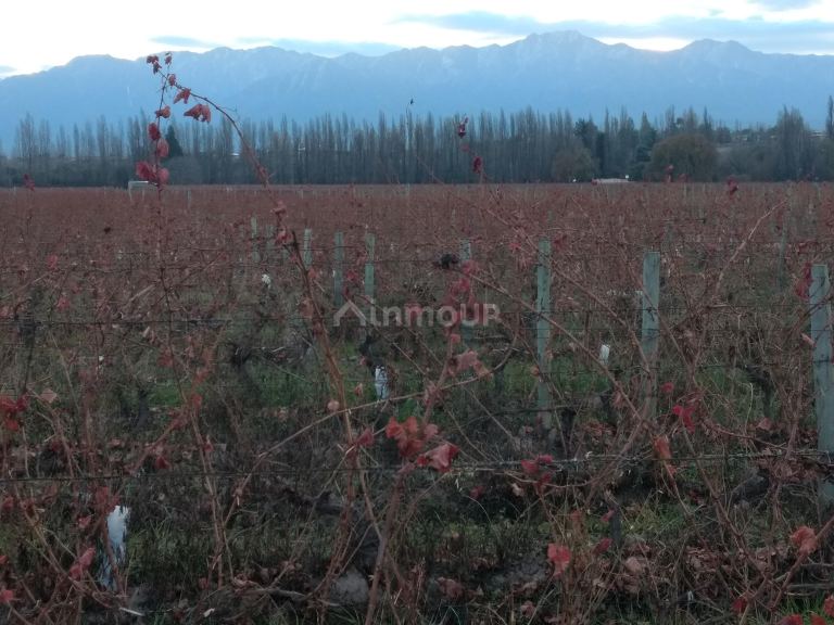 Finca en Venta en Lujan de Cuyo, Mendoza