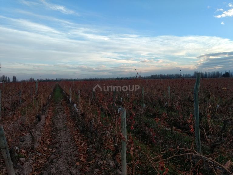 Finca en Venta en Lujan de Cuyo, Mendoza