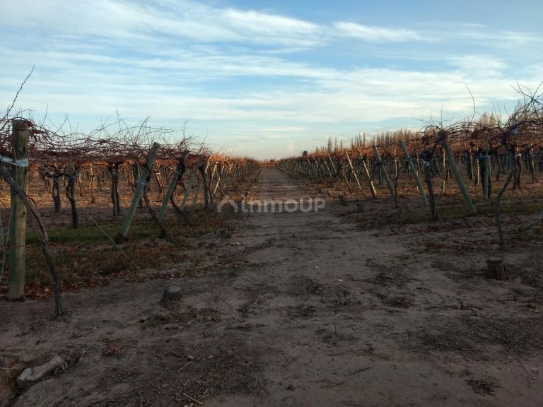 Finca en Venta en Lujan de Cuyo, Mendoza