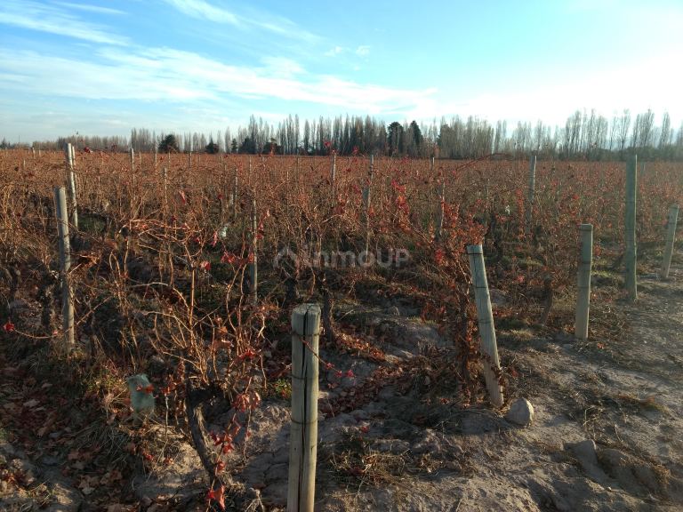 Finca en Venta en Lujan de Cuyo, Mendoza