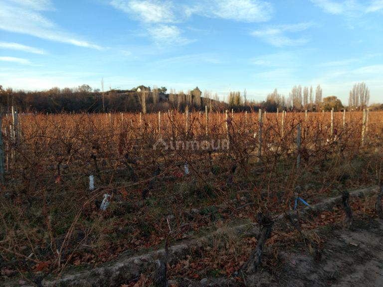 Finca en Venta en Lujan de Cuyo, Mendoza