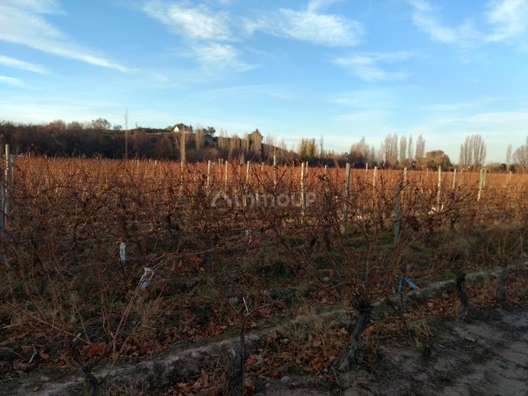 Finca en Venta en Lujan de Cuyo, Mendoza