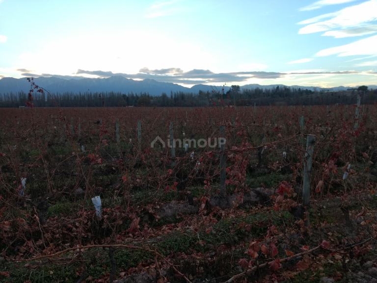 Finca en Venta en Lujan de Cuyo, Mendoza