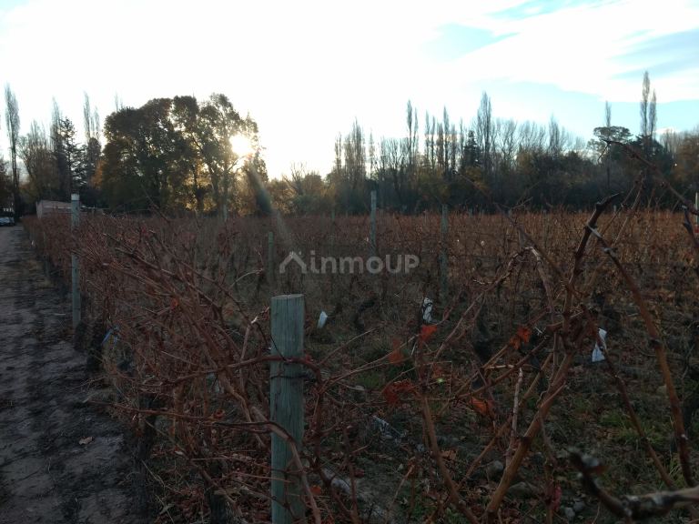 Finca en Venta en Lujan de Cuyo, Mendoza