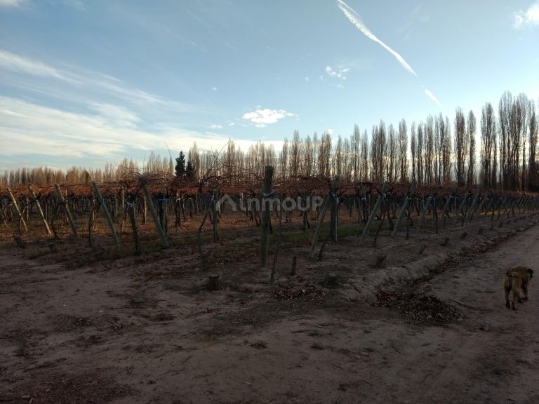 Finca en Venta en Lujan de Cuyo, Mendoza