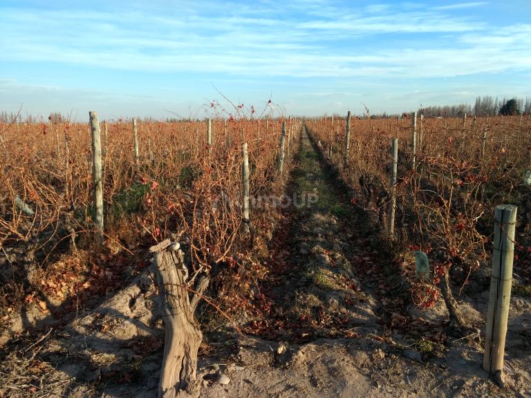 Finca en Venta en Lujan de Cuyo, Mendoza