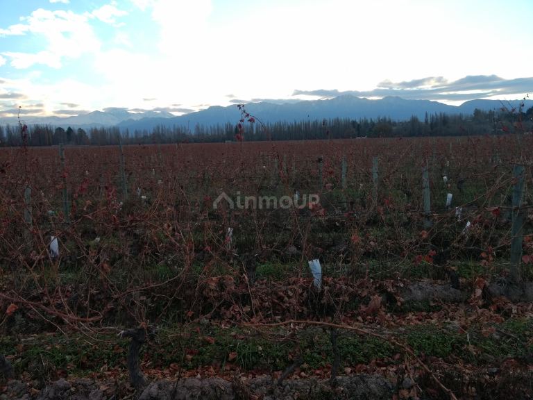 Finca en Venta en Lujan de Cuyo, Mendoza