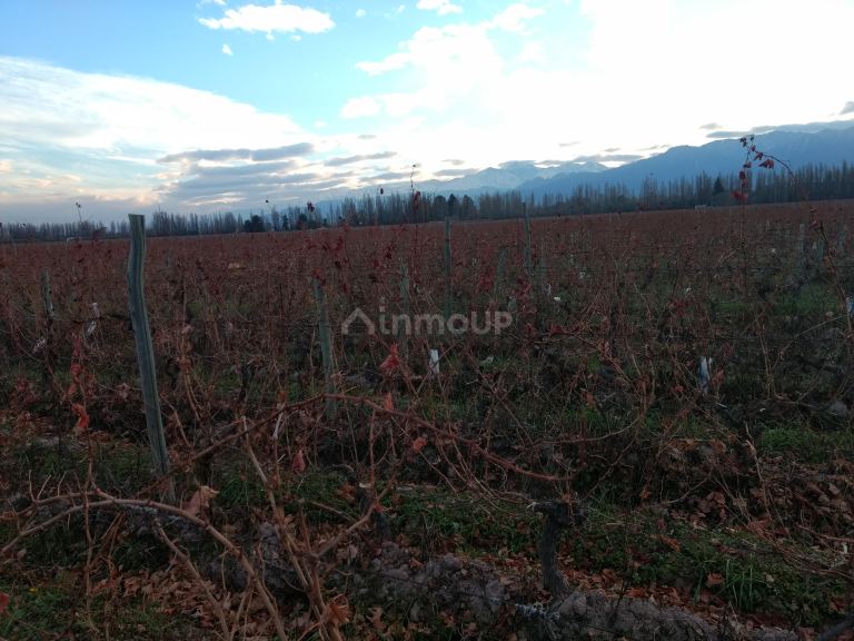 Finca en Venta en Lujan de Cuyo, Mendoza