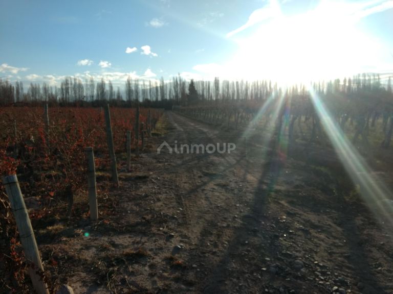 Finca en Venta en Lujan de Cuyo, Mendoza