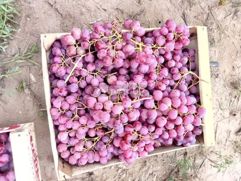 Finca en Venta en San Martin, Mendoza