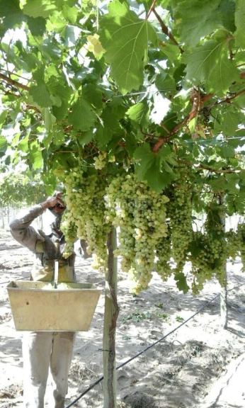 Finca en Venta en San Martin, Mendoza