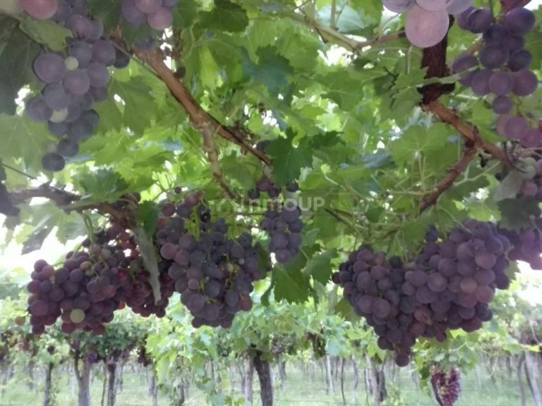 Finca en Venta en San Martin, Mendoza
