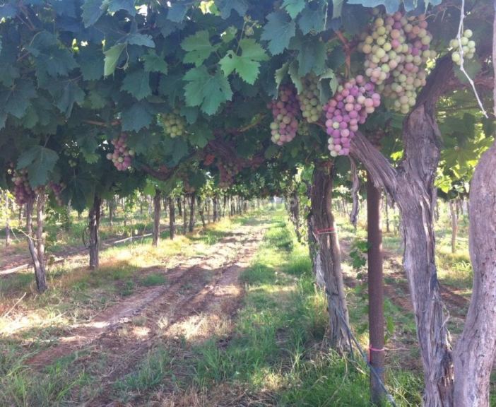 Finca en Venta en San Martin, Mendoza