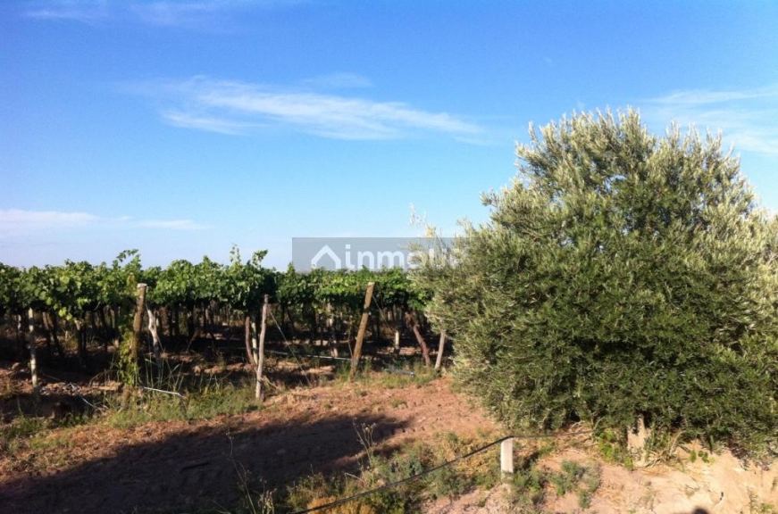 Finca en Venta en San Martin, Mendoza
