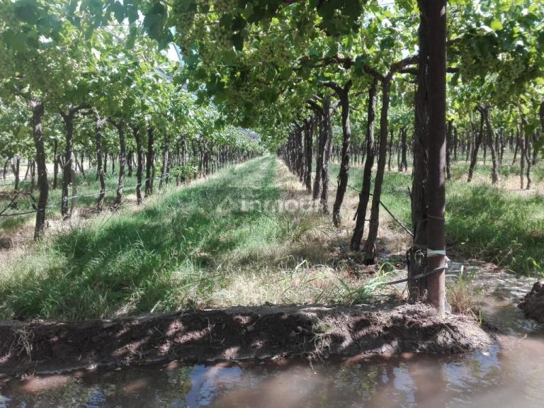 Finca en Venta en San Martin, Mendoza