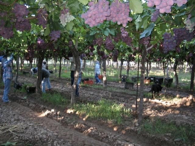 Finca en Venta en San Martin, Mendoza